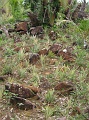 PICT0694 plantation d'ananas